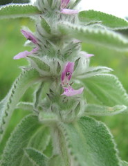 Stachys germanica