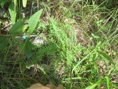 Astragalus bibullatus