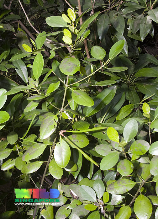Ceriops zippeliana (Ceriops zippeliana)