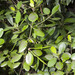 Ceriops zippeliana - Photo (c) Ria Tan, algunos derechos reservados (CC BY-NC-ND)