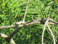 Lybiidae