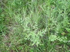 Lithospermum parviflorum