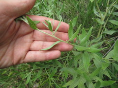 Lithospermum parviflorum