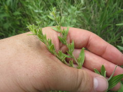 Lithospermum parviflorum