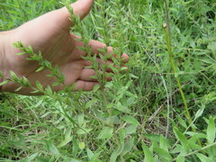Lithospermum parviflorum
