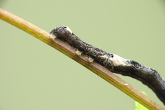 Plusiodonta coelonota
