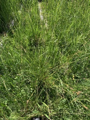 Carex luzulina