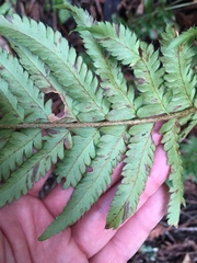 Polystichum californicum × munitum