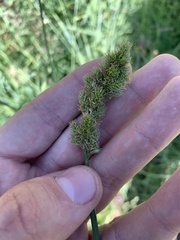 Carex fracta