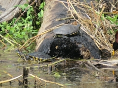 Trachemys venusta venusta