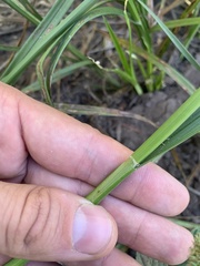 Carex fracta