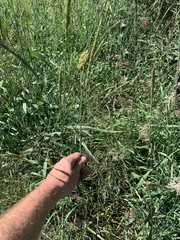 Carex fracta