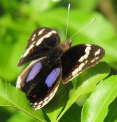 Junonia oenone oenone