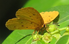 Pentila tropicalis tropicalis