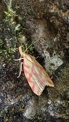 Hypercallia citrinalis