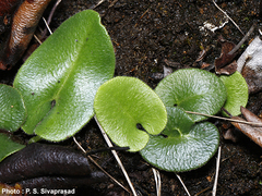 Mickelopteris cordata