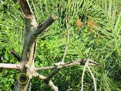 Lybiidae