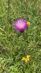 Centaurea nigra