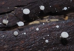 Mycena minya