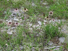 Echinacea simulata