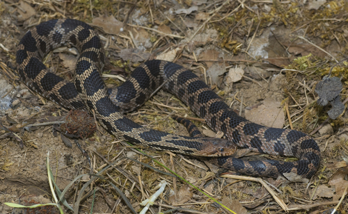 Eastern Foxsnake