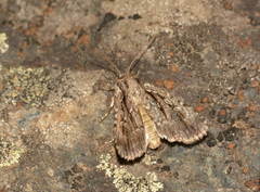 Dichagyris signifera