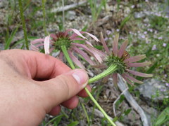 Echinacea simulata