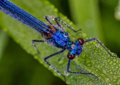 Calopteryx splendens