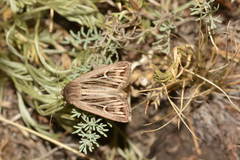 Mythimna velutina