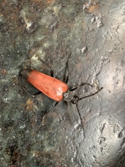 Stenelytrana emarginata