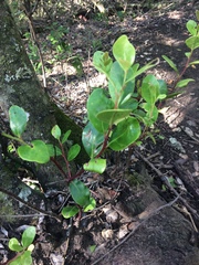 Apodytes dimidiata dimidiata
