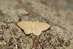 Scopula virgulata