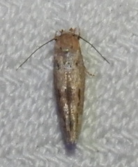 Mompha brevivittella