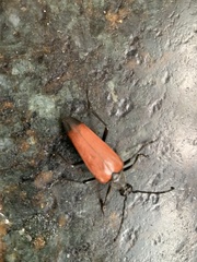 Stenelytrana emarginata