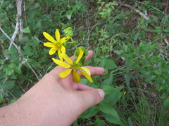 Silphium asteriscus latifolium