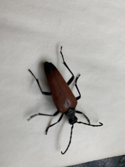 Stenelytrana emarginata