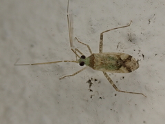 Phytocoris longipennis