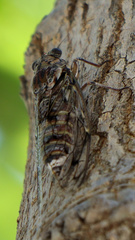 Cicada mordoganensis