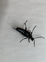 Stenelytrana emarginata
