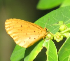 Pentila tropicalis tropicalis