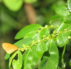Bridelia cathartica