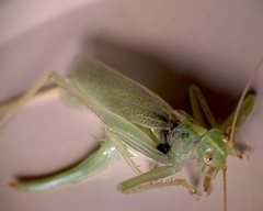 Meconema thalassinum