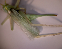 Meconema thalassinum