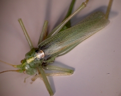 Meconema thalassinum