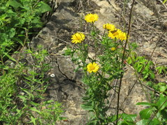Heterotheca camporum glandulissima
