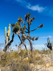 Yucca valida