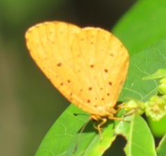 Pentila tropicalis tropicalis