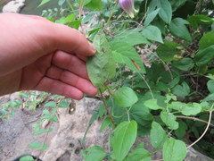 Clematis cumberlandensis