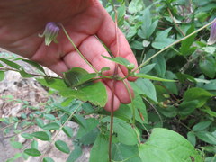 Clematis cumberlandensis