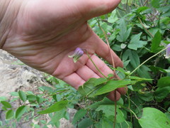 Clematis cumberlandensis